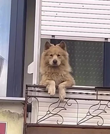 Balkondaki-Sevimli-Kopek-Gorenleri-Gulumsetmeye-Devam-Ediyor-featured