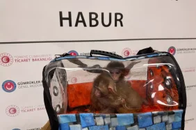 Gumruk-Muhafaza-20258217te-85-bin-342-canli-hayvan-ele-gecirdi-featured