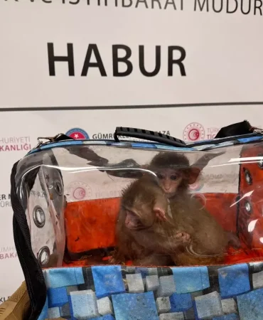 Gumruk-Muhafaza-20258217te-85-bin-342-canli-hayvan-ele-gecirdi-featured