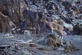 Hakkari8217de-Suru-Halinde-Gezen-Yaban-Kecileri-Kaydedildi-featured