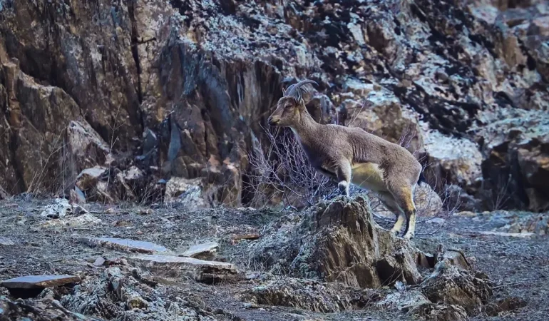 Hakkari8217de-Suru-Halinde-Gezen-Yaban-Kecileri-Kaydedildi-featured