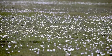 Mus-Ovasi8217nda-Bahar-Mujdesi-Cigdemler-Arazileri-Renklendirdi-featured