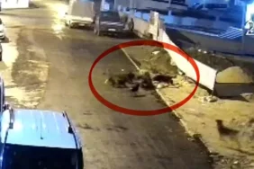 Teravih-Donusu-Kopek-Saldirisi-Yasli-Kadin-Dehseti-Yasadi-featured