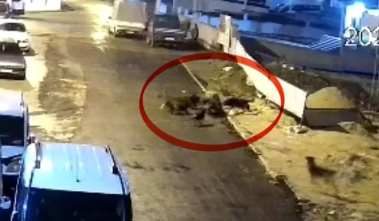 Teravih-Donusu-Kopek-Saldirisi-Yasli-Kadin-Dehseti-Yasadi-featured